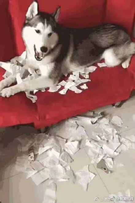 暑假作业被狗撕碎男孩崩溃边哭边揍